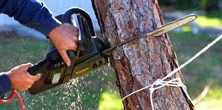 Best Emergency Tree Removal  in Palacios, TX